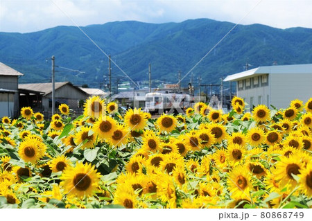 ひまわり畑と松本電鉄上高地線 ひまわり畑と松本電鉄上高地線 80868749