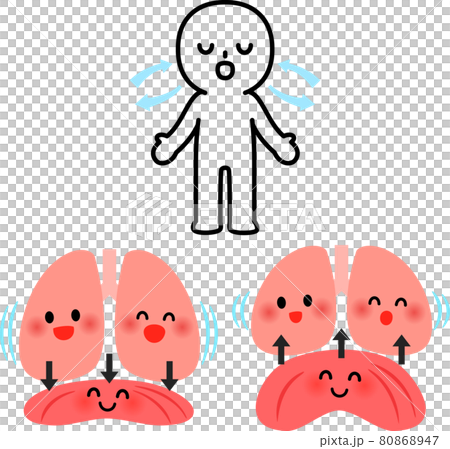 Abdominal breathing person and diaphragm and lung character 80868947