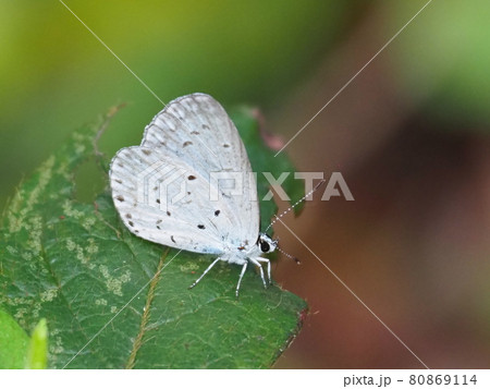 ルリシジミ 80869114