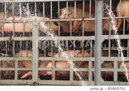 A truck carrying pigs for the slaughter 80869761