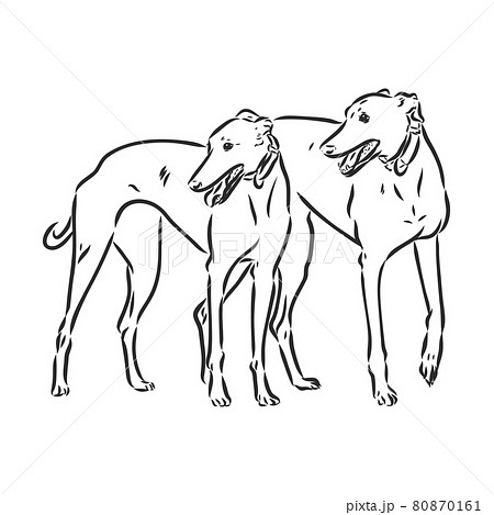 Greyhound dog - isolated vector illustration greyhound hound vector 80870161