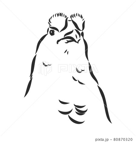 black and white bird capercaillie capercaillie bird vector sketch 80870320