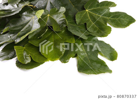 Fig leaves on white background 80870337