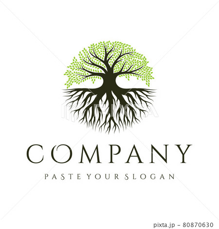 Oak tree logo design, tree and root vector. Tree of life logo design inspiration 80870630