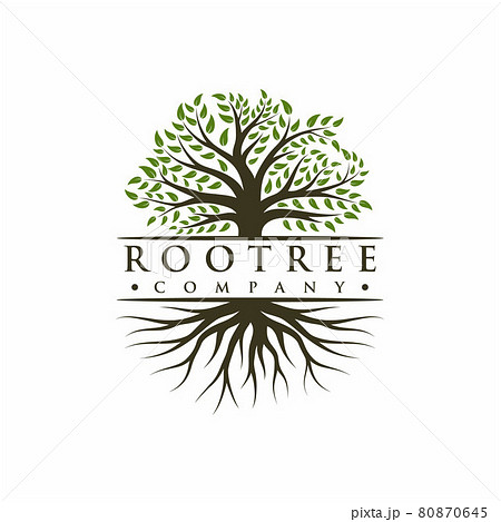 Vibrant tree logo design, tree and root vector. Tree of life logo design inspiration Vibrant tree logo design, tree and root vector. Tree of life logo design inspiration 80870645