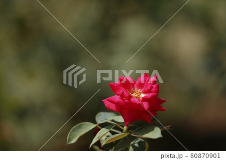 荒尾市　おもやい市民花壇　バラの花、 80870901