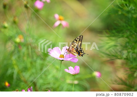 埼玉県川越市 伊佐沼東岸花畑のコスモスのアゲハ蝶 埼玉県川越市 伊佐沼東岸花畑のコスモスのアゲハ蝶 80870902