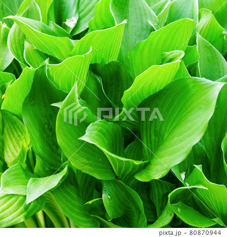 Green leaves 80870944