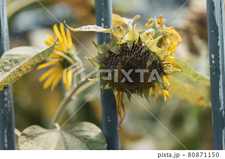 枯れ始めたひまわりの花の写真素材