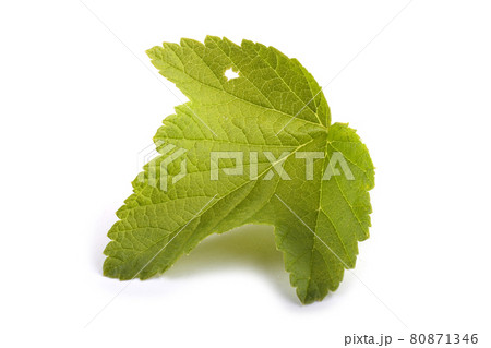 Currant leaf isolated on white 80871346