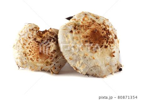 Pholiota squarrosa (shaggy scalycap, shaggy Pholiota, scaly Pholiota) 80871354