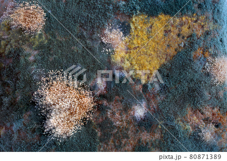 Moldy bread. Macro background. Different color fungus Moldy bread. Macro background. Different color fungus 80871389