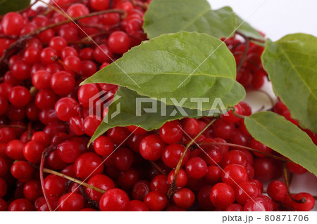 Schisandra chinensis (five flour fruit, magnolia berry) 80871706