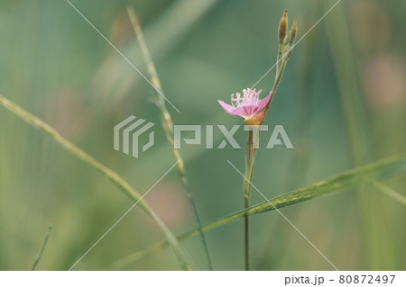 野原のピンクの小さな花 80872497
