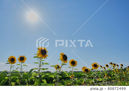 ひまわり畑太陽と青空バック　夏イメージ背景素材写真 80872499