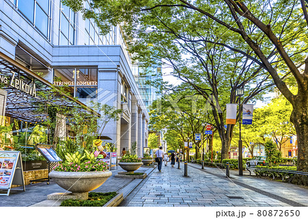 東京の都市風景　表参道 80872650