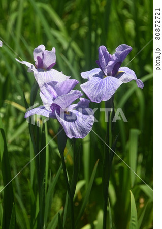 凛と咲く花菖蒲 凛と咲く花菖蒲 80872721