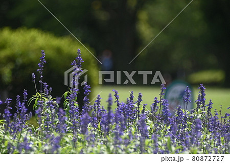 紫のサルビアの花畑 紫のサルビアの花畑 80872727