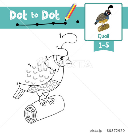 Dot to dot educational game and Coloring book Quail bird perching on wood log animal cartoon character vector illustration 80872920