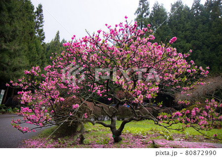 花 フラワー お花 80872990