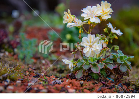 花 フラワー お花 80872994