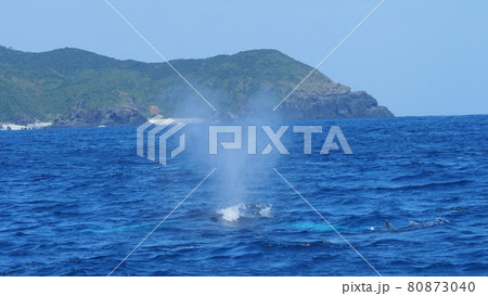 クジラのハート型ブロー クジラのハート型ブロー 80873040