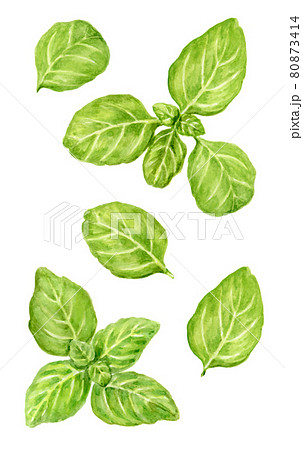 バジルの水彩イラストのイラスト素材