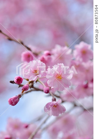 春うららかな奥多摩湖見はらしの丘、柔らかい春の光の中で、枝垂れ桜を見上げて撮る 80873564