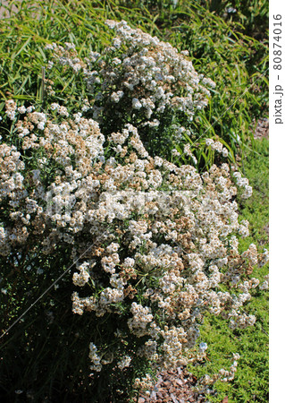 Achillea ptarmica, plants by summer, Zagreb, Croatia 80874016