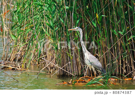 名古屋市緑区 螺貝池のアオサギ 80874387
