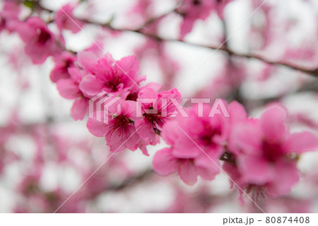 花 フラワー お花 80874408