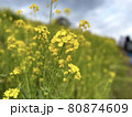 菜の花畑 80874609