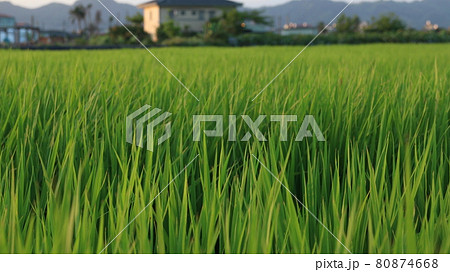 たんぼ 田んぼ 田圃 80874668