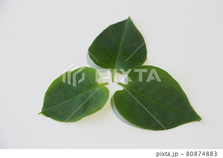 スーパー野菜　雲南百薬（オカワカメ） 80874883