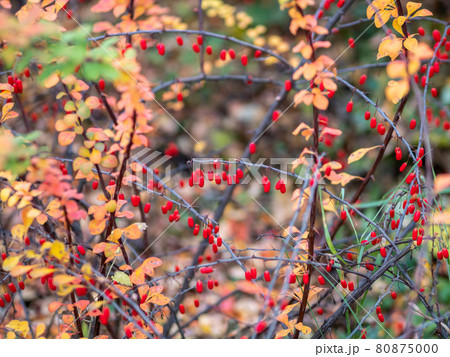 Red berries of barberry on a bush branch close-up. Barberry bush in the autumn garden. Red berries of barberry on a bush branch close-up. Barberry bush in the autumn garden. 80875000