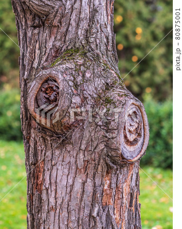 The texture of the bark of an old apple tree. Detailed bark texture. 80875001