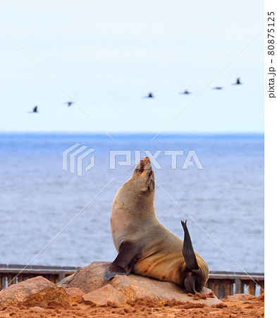 ナミビアのケープクロスのオットセイ 80875125