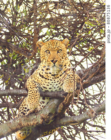 ケニアのマサイマラ国立保護区のレパード ケニアのマサイマラ国立保護区のレパード 80875136