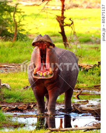 ケニアのアンボセリ国立公園のカバ ケニアのアンボセリ国立公園のカバ 80875137