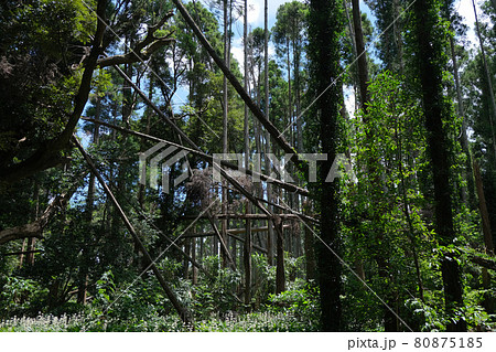 山林の倒木 折れた杉の木 台風被害イメージ写真素材 山林の倒木 折れた杉の木 台風被害イメージ写真素材 80875185