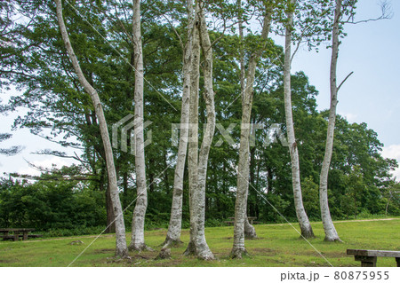 蒜山高原　白樺の丘 80875955