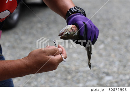 釣りあげたニジマスの針を抜くところ 80875998