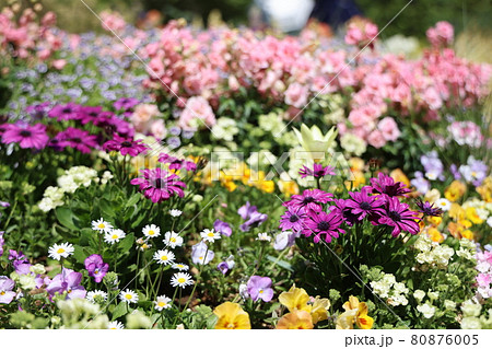 色とりどりで美しい春の花壇 80876005