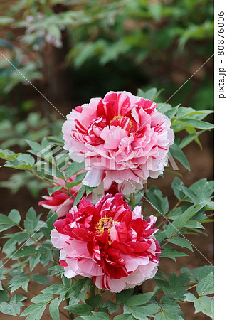 日本の春に咲いた紅白が美しい牡丹の花の写真素材 [80876006] - PIXTA