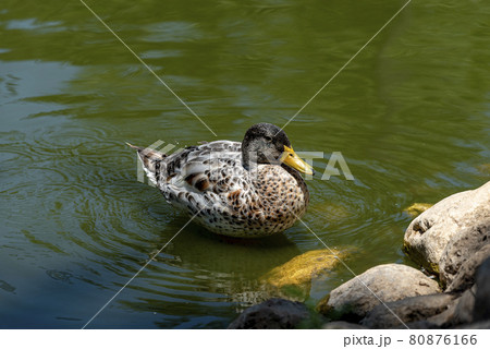 Portrait of a females of duck on the water Portrait of a females of duck on the water 80876166