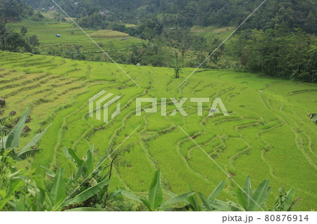 The natural scenery of rice terraces in the countryside is beautiful and peaceful. 80876914