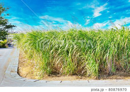 花咲くサトウキビ畑 花咲くサトウキビ畑 80876970