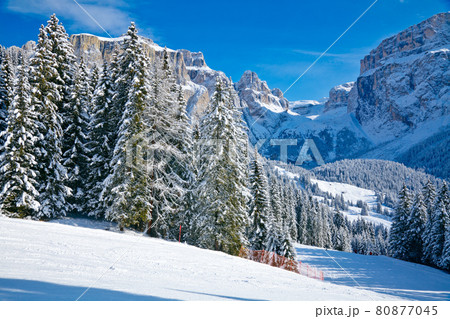 Fir trees on a mountain slope Fir trees on a mountain slope 80877045