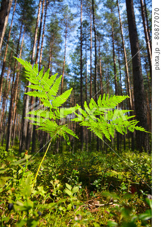 Fern close-up 80877070