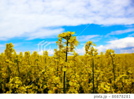 Yellow rapeseed flower with blue sky and white clouds. Peaceful nature. Beautiful background. Concept image. 80878281